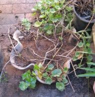 Asbestos Audits Queensland AAQ PL - Asbestos can be Found in Flower Pots