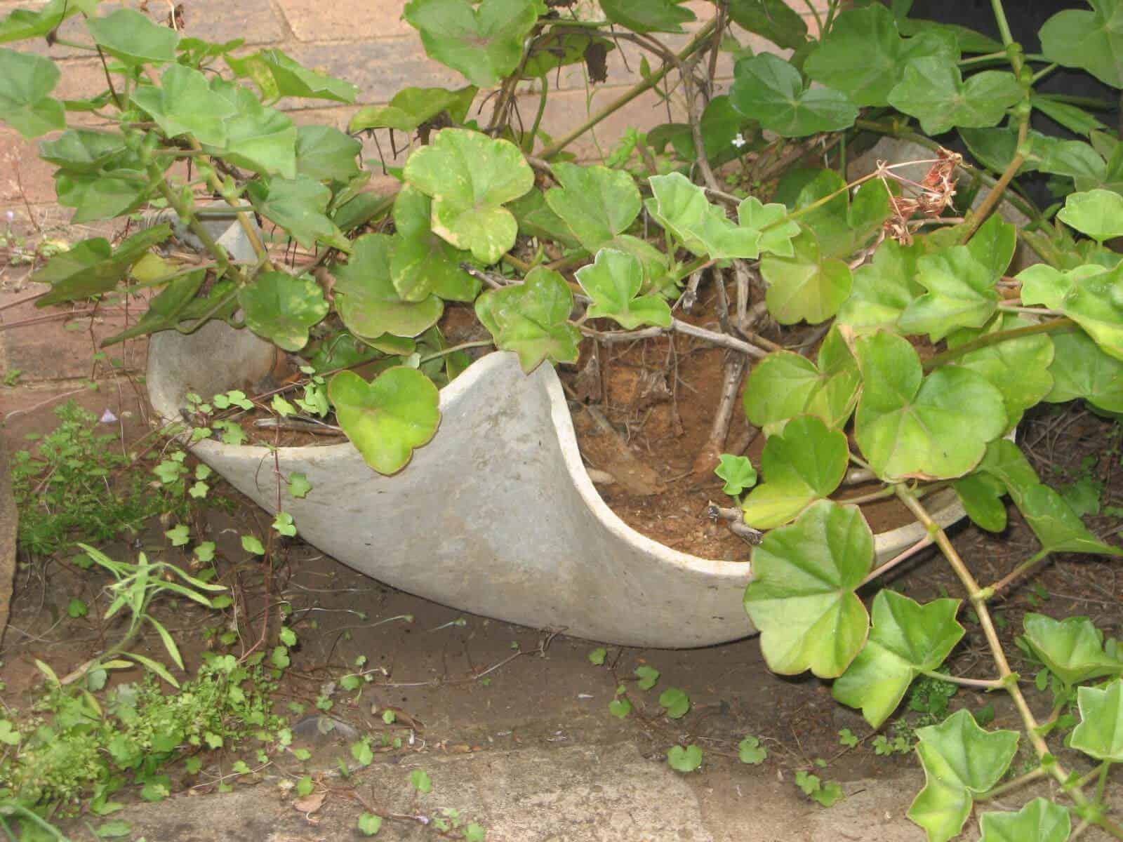 Asbestos Audits Queensland AAQ PL - Asbestos in Flower Pots